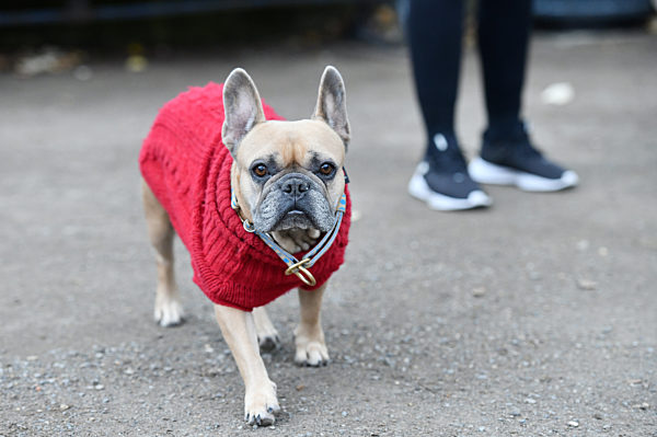 Hundedame mit Pullover