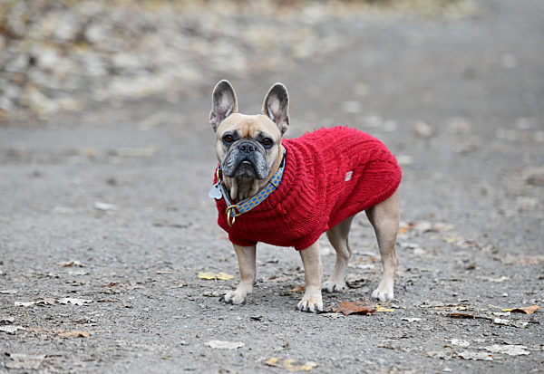 Hundedame mit Pullover