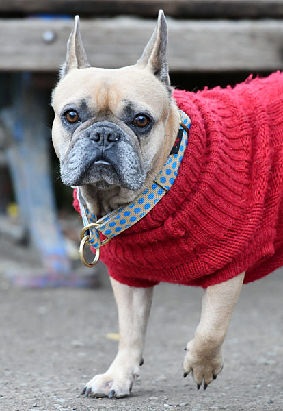 Hundedame mit Pullover