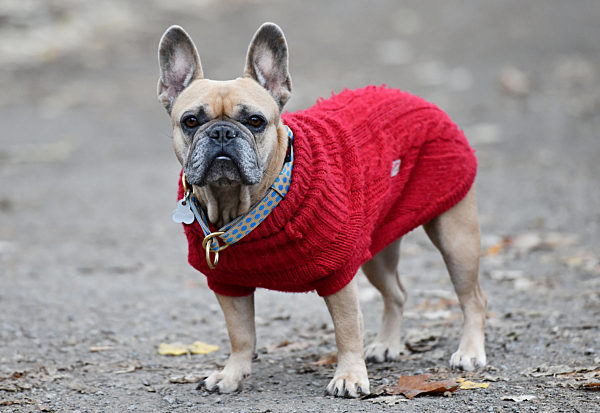 Hundedame mit Pullover