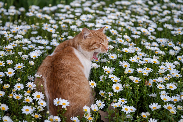 Abendstimmung in Istanbul