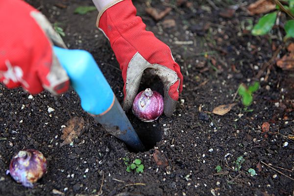 Making your garden winterproof