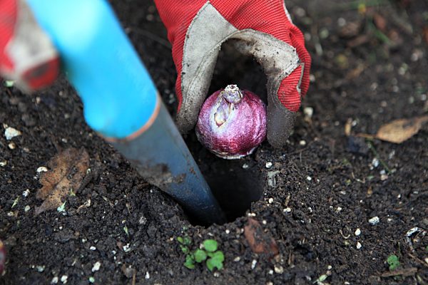 Making your garden winterproof