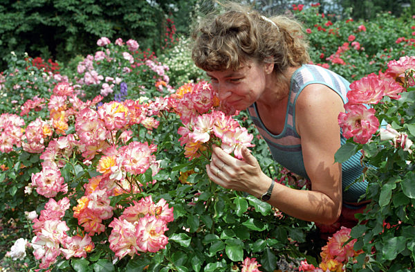 Das Rosarium in Sangerhausen (Archivfoto und Text 1992)