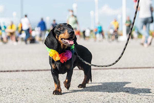 Fußball EM - Vor dem Spiel Deutschland - Ungarn