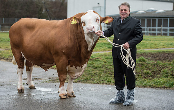 Bayerischer Bulle für Grüne Woche