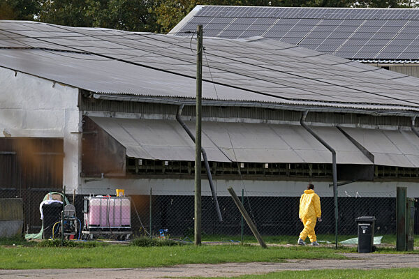 Geflügelpest breitet sich aus