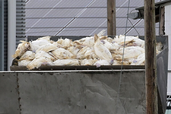 Geflügelpest breitet sich aus