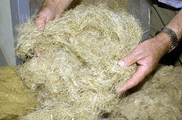 Fasergewinnung aus Hanf