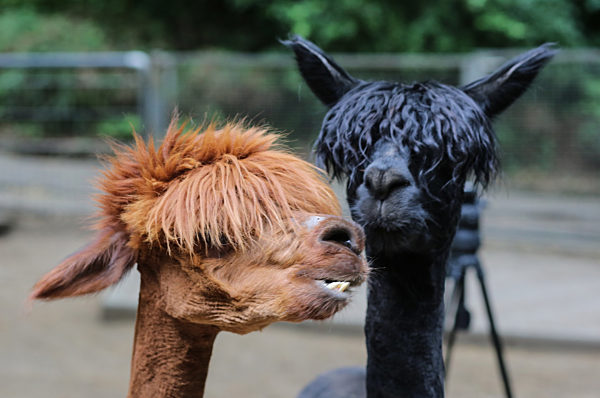 Alpakas beim Frisör