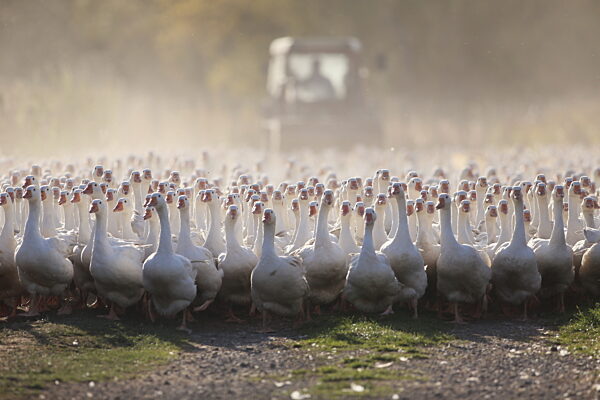 Harzer Gänse aus Veckenstedt