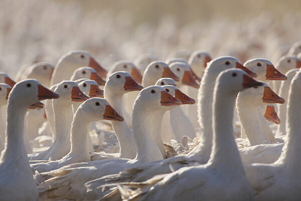 Harzer Gänse aus Veckenstedt