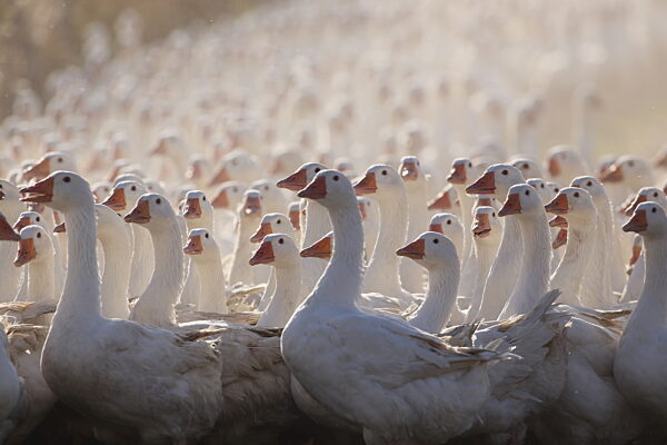 Harzer Gänse aus Veckenstedt