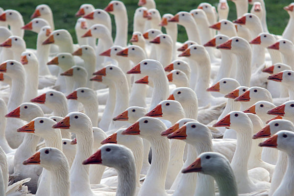 Martinsgänse aus Veckenstedt