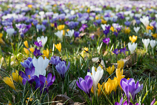Frühling, Krokusse und Kirschblüten, Berlin, 22.03.2025