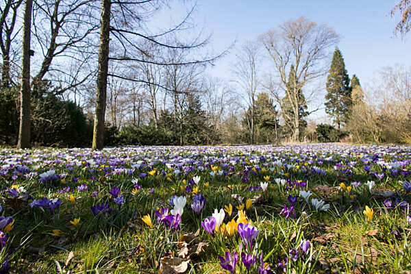 Frühling, Krokusse und Kirschblüten, Berlin, 22.03.2025