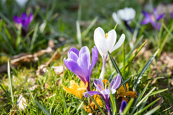 Frühling, Krokusse und Kirschblüten, Berlin, 22.03.2025
