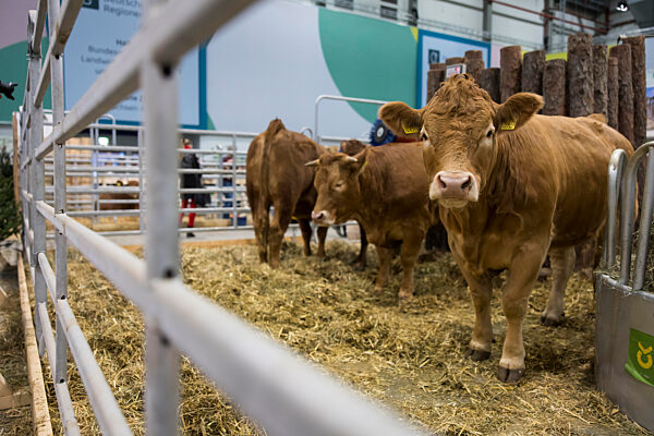 100 Jahre Grüne Woche, Agrarmesse im Messegelände, Berlin, 16.01.2026