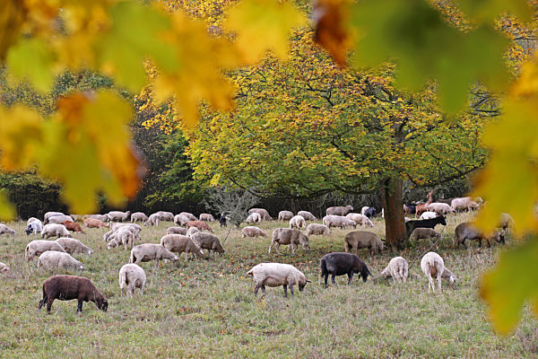 Schafherde im Herbst