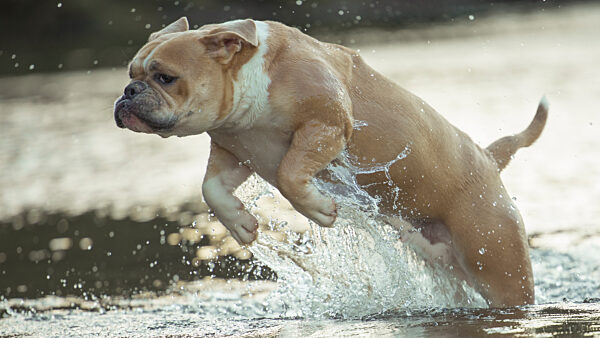 Hunde- und Naturfotografie