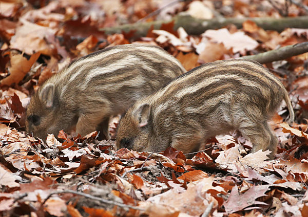 Wildschweine in Köln