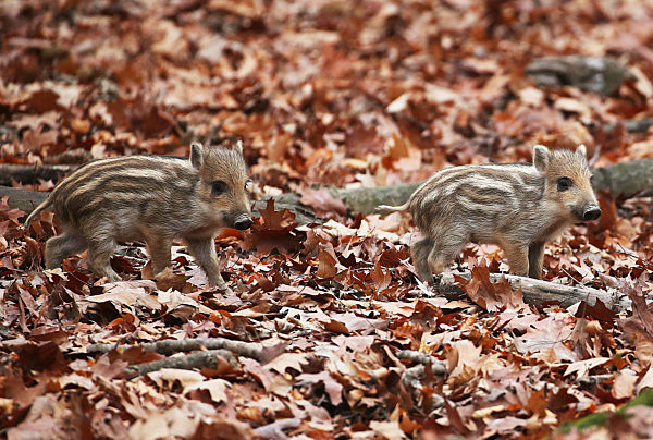 Wildschweine in Köln