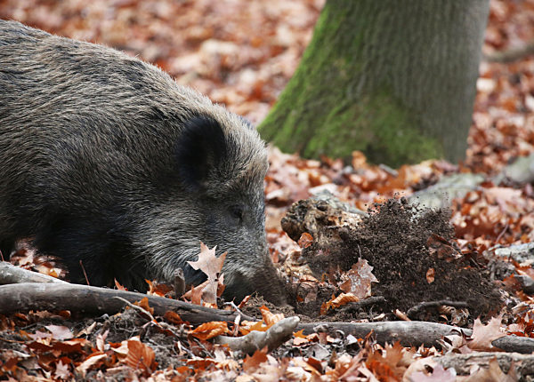 Wildschweine in Köln
