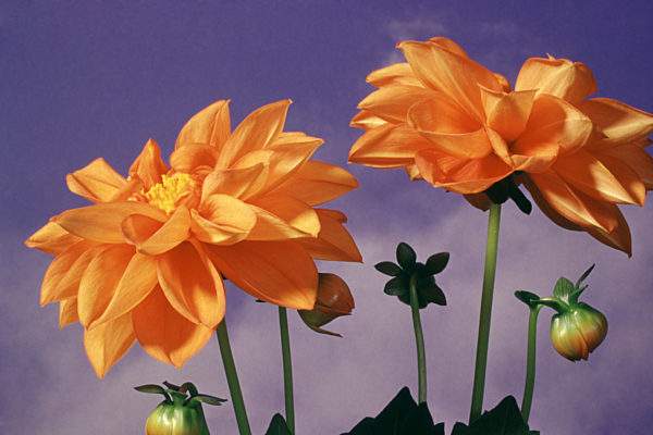 Garten-Dahlie, Gartendahlie, Dahlia pinnata, georgina