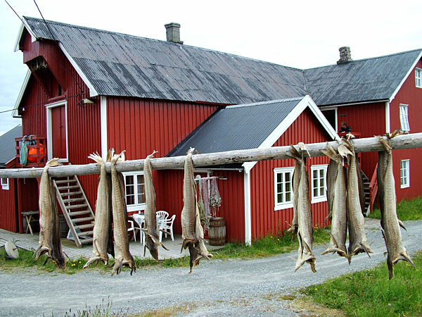 Antarktische Dorsche, Antartis-Eisfische, Nototheniidae, cod icefishes, Antarctic rockcod, notothenids