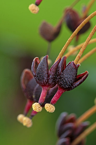 Kannenpflanze  , Nepenthes spec., pitcher plant
