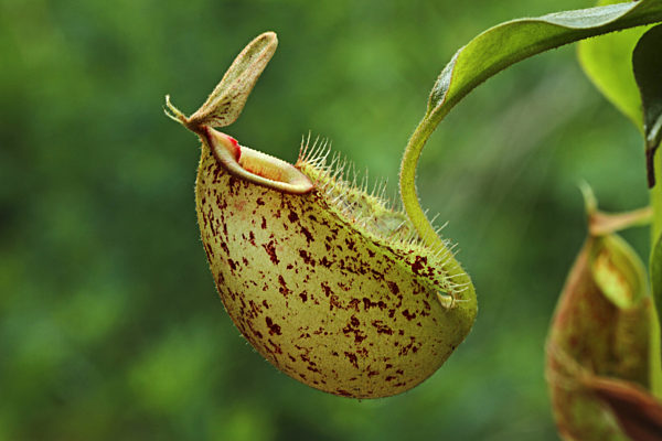 Hookers Kannenpflanze, Nepenthes x hookeriana, Nepenthes hookeriana, Hooker's tropical pitcher plant