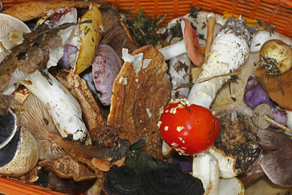 zur Bestimmung gesammelte Gift- und Speisepilze im Korb, collected poisonous and eatable mushrooms in a basket