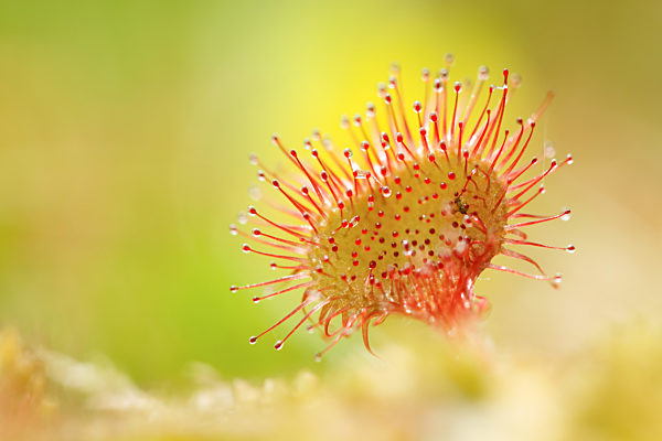 Rundblaettriger Sonnentau, Drosera rotundifolia, round-leaved sundew, roundleaf sundew