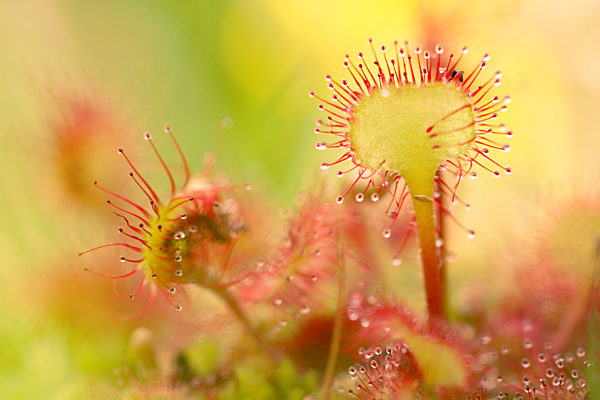 Rundblaettriger Sonnentau, Drosera rotundifolia, round-leaved sundew, roundleaf sundew