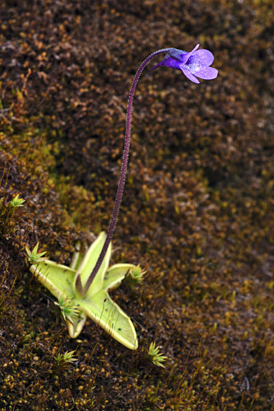 Echtes Fettkraut, Pinguicula vulgaris, common butterwort