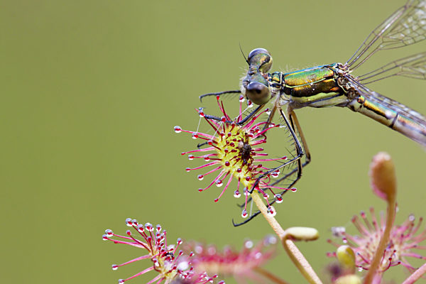 Mittlerer Sonnentau, Drosera intermedia, long-leaved sundew, oblong-leaved sundew, spoon-leaved sundew