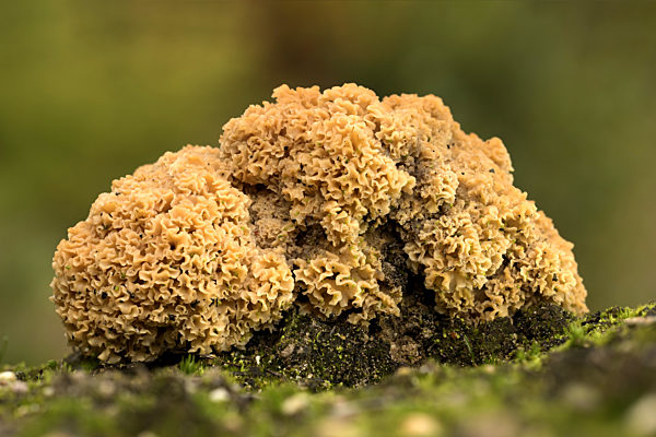 Krause Glucke, Fette Henne, Sparassis crispa, wood cauliflower, cauliflower mushroom