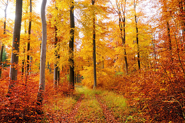 Rotbuche, Rot-Buche, Buche, Fagus sylvatica, common beech
