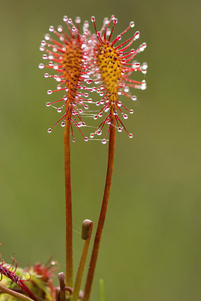 Mittlerer Sonnentau, Drosera intermedia, long-leaved sundew, oblong-leaved sundew, spoon-leaved sundew