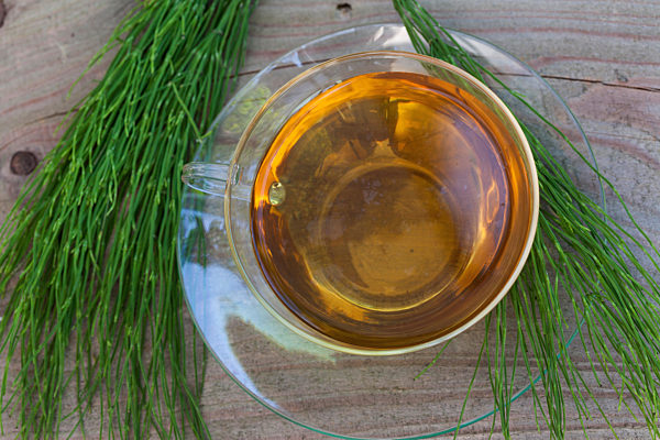 Acker-Schachtelhalm, Ackerschachtelhalm, Zinnkraut, Equisetum arvense, field horsetail