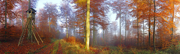 Rotbuche, Rot-Buche, Buche, Fagus sylvatica, common beech
