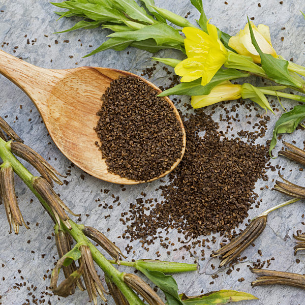 Gemeine Nachtkerze, Oenothera biennis, common evening primrose
