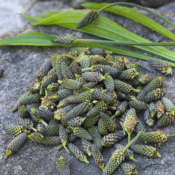 Spitzwegerich, Spitz-Wegerich, Plantago lanceolata, buckhorn plantain, English plantain, ribwort plantain, rib grass, ripple grass