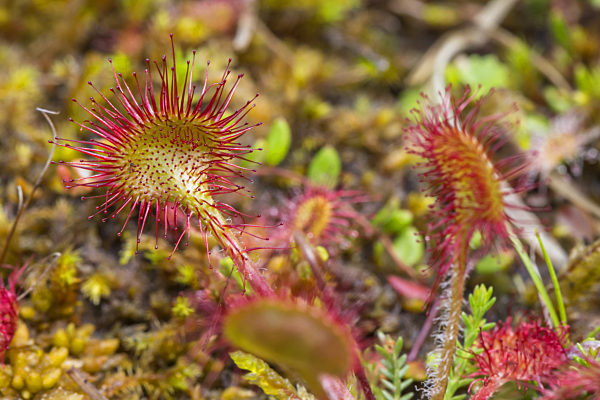 Rundblaettriger Sonnentau, Drosera rotundifolia, round-leaved sundew, roundleaf sundew