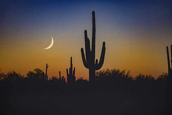 Saguaro-Kaktus, Saguarokaktus, Riesenkaktus, Kandelaberkaktus, Carnegiea gigantea, Cereus giganteus, saguaro cactus