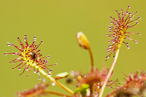 Mittlerer Sonnentau, Drosera intermedia, long-leaved sundew, oblong-leaved sundew, spoon-leaved sundew