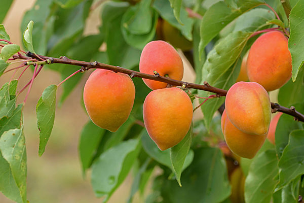 Aprikose, Faralia, Prunus armeniaca 'Faralia', Prunus armeniaca Faralia, apricot tree