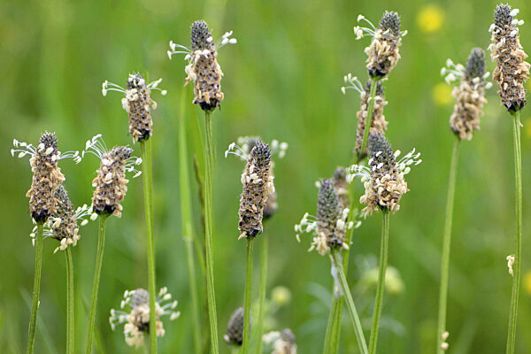 Spitzwegerich, Spitz-Wegerich, Plantago lanceolata, buckhorn plantain, English plantain, ribwort plantain, rib grass, ripple grass