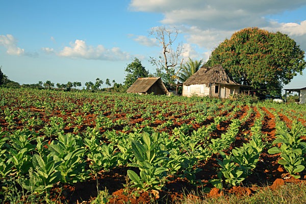 Virginischer Tabak, Tabak, Nicotiana tabacum, Cultivated Tobacco, Common Tobacco, Tobacco