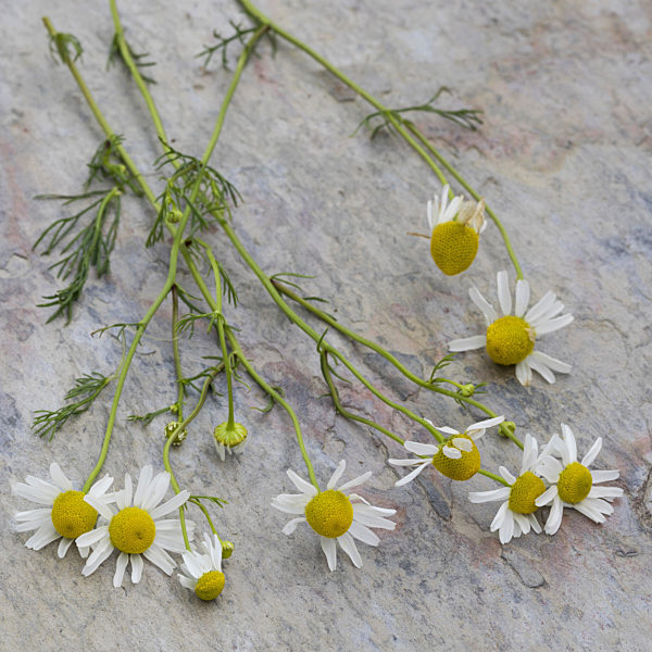 Echte Kamille, Matricaria chamomilla, Matricaria recutita, scented mayweed, german chamomile, german mayweed